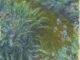 Claude Monet - Irises